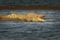 Krokodyl nilsky - Crocodylus niloticus - Nile Crocodile o2806